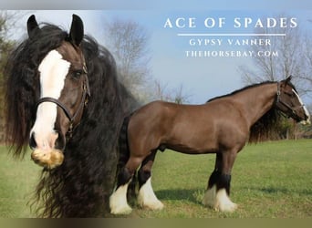 Gypsy Horse, Gelding, 5 years, 14,2 hh, Black, in Cedar Hill, TN