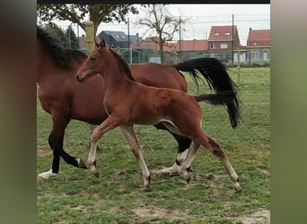 Hengst 