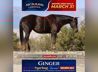 American Quarter Horse, Mare, 12 years, 15 hh, Chestnut, in Cody, WY,