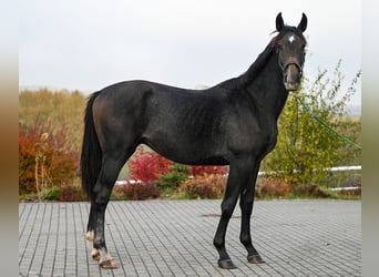 Oldenburgo, Semental, 2 años, 180 cm, Musgo, in Wysin,