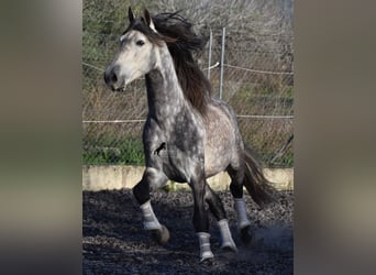 Andalusian, Stallion, 6 years, 16.1 hh, Gray, in Mallorca,