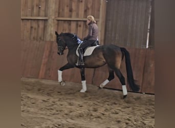 Hannoveraner, Stute, 5 Jahre, 172 cm, Brauner, in Schellerten
