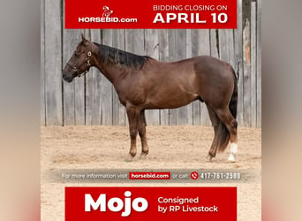 American Quarter Horse, Wałach, 7 lat, 147 cm, Ciemnokasztanowata, in Buffalo, MO,