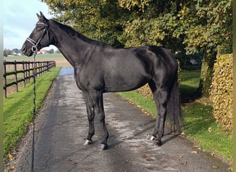 Hannoveraan, Merrie, 9 Jaar, 172 cm, Zwart, in Warstein,