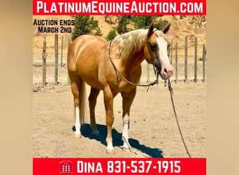 American Quarter Horse, Castrone, 10 Anni, 150 cm, Palomino, in Paicines CA,