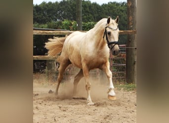 Connemara Mix, Wallach, 3 Jahre, Palomino, in Uelsen