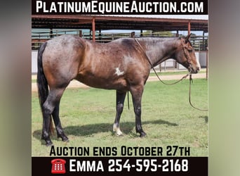 American Quarter Horse, Castrone, 6 Anni, 150 cm, Baio roano, in Cleburne TX,