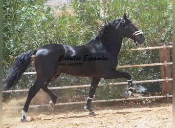 PRE Croisé, Étalon, 6 Ans, 165 cm, Noir, in Vejer de la Frontera,