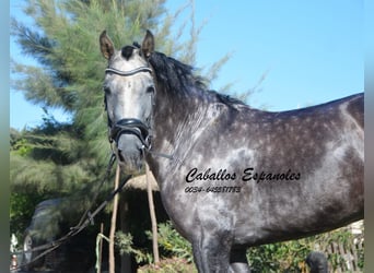 PRE, Klacz, 3 lat, 162 cm, Siwa jabłkowita, in Vejer de la Frontera,