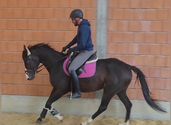 Irish Sport Horse, Stute, 5 Jahre, 164 cm, Schwarzbrauner, in Lage,