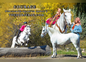 Percheron, Stute, 13 Jahre, 160 cm, Schimmel, in Fort Collins, CO,