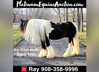 Gypsy Horse, Gelding, 12 years, Tobiano-all-colors, in Monroe Township, NJ,