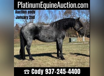 Fries paard, Ruin, 5 Jaar, 173 cm, Roan-Blue, in Bloomington IN,