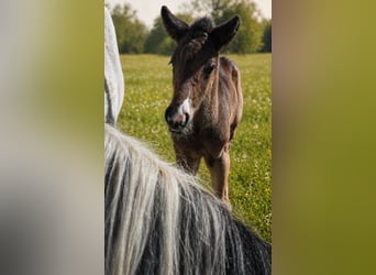 Criollo, Stallion, Foal (04/2026), 14.2 hh, Bay-Dark, in Stockstadt am Main