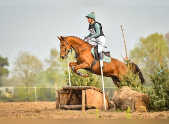 Zangersheide, Merrie, 9 Jaar, 166 cm, Vos, in Wijk en Aalburg