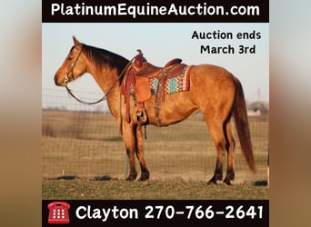 American Quarter Horse, Mare, 11 years, Buckskin, in Sanora KY,