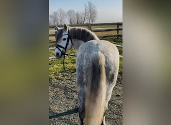 More ponies/small horses, Gelding, 7 years, 12,2 hh, Grey, in Rechnitz