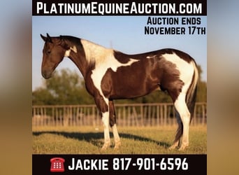 American Quarter Horse, Ruin, 6 Jaar, Tobiano-alle-kleuren, in Weatherford TX,