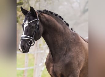 Wallach 13 Jahre