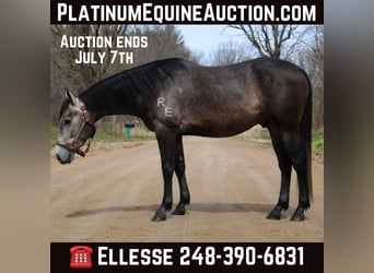 American Quarter Horse, Wallach, 3 Jahre, 145 cm, Schimmel, in Howell MI,