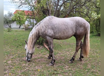 Andalusier, Wallach, 5 Jahre, 164 cm, Palomino, in Straelen