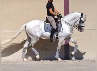Lusitanos, Semental, 6 años, 168 cm, Tordo, in Navas Del Madroño