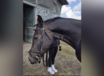 Gelding 4 years