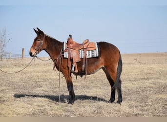 Maultier, Stute, 13 Jahre, 142 cm, Rotbrauner, in Van Horne,