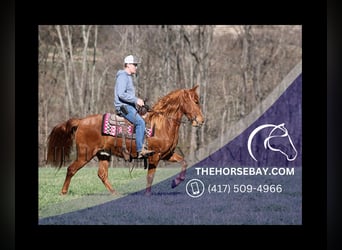 Tennessee walking horse, Hongre, 6 Ans, 150 cm, Alezan brûlé, in Parkers Lake, KY,