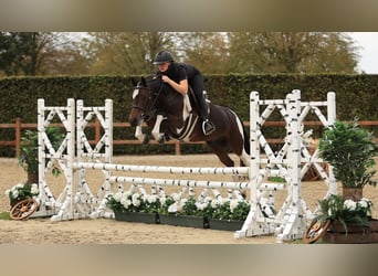 Andere Rassen, Ruin, 5 Jaar, 136 cm, , in Oost West en Middelbeers