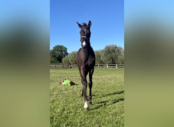 Stallion 