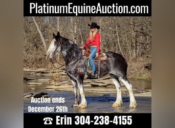 Clydesdale, Mare, 13 years, 17 hh, Black, in Flemingsburg, KY,
