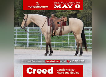 American Quarter Horse, Gelding, 5 years, 16 hh, Buckskin, in Mt Vernon, MO,