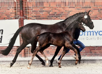 Caballo castrado 1 año