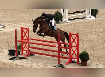 Belgisch Warmbloed, Merrie, 16 Jaar, 175 cm, Donkerbruin, in Heusden-Zolder