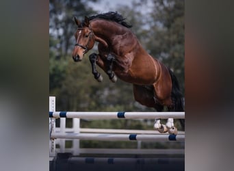 Caballo de deporte alemán, Caballo castrado, 4 años, 175 cm, Castaño, in Békéscsaba