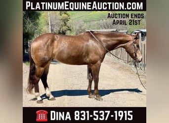 Quarter horse américain, Hongre, 8 Ans, 152 cm, Buckskin, in Paicines CA,