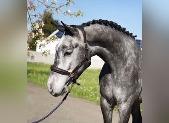 Oldenburg-International (OS), Gelding, 6 years, 16.2 hh, Grey, in Lajosmizse
