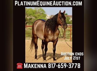 American Quarter Horse, Ruin, 9 Jaar, 155 cm, Grullo, in stephenville TX,