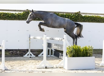 KWPN, Stallone, 3 Anni, 166 cm, Grigio pezzato, in Waddinxveen,