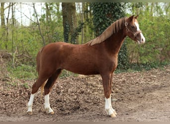 Welsh-C, Ruin, 3 Jaar, 136 cm, Vos, in Aalten