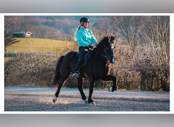 Icelandic Horse, Mare, 13 years, 14 hh, Black, in Bad Honnef