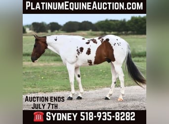 Paint Horse, Wallach, 9 Jahre, Tobiano-alle-Farben, in Granbury, TX,