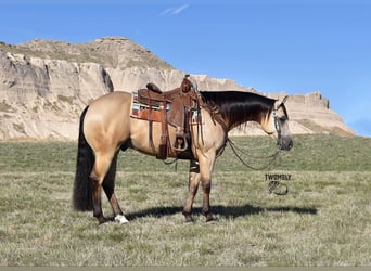 American Quarter Horse, Gelding, 4 years, 15 hh, Buckskin, in Bayard, Nebraska,