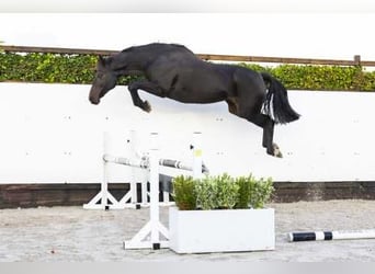 Oldenburg, Giumenta, 15 Anni, 165 cm, Baio scuro, in Waddinxveen,