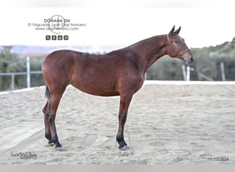 PRE, Mare, 3 years, 16.1 hh, Brown-Light, in Arjona