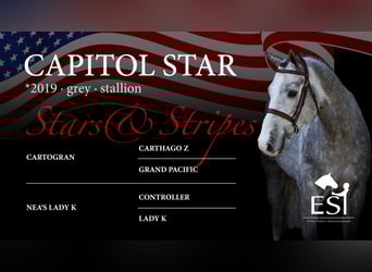 Oldenburg-International (OS), Stallion, 6 years, 16.1 hh, Gray-Blue-Tan, in Lastrup,
