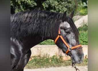 PRE, Stallion, 4 years, 16.1 hh, Gray, in Mallorca,