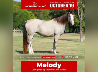 Spotted Saddle Horse, Mare, 14 years, Pinto, in Terrell