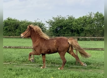 Icelandic Horse, Mare, 6 years, 13.2 hh, Chestnut-Red, in Bücken,